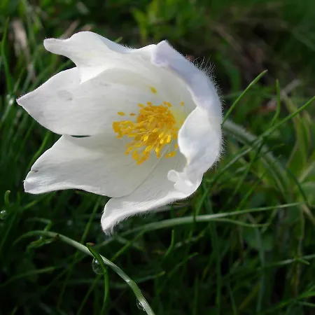 אכסניה Am Krippenstein *