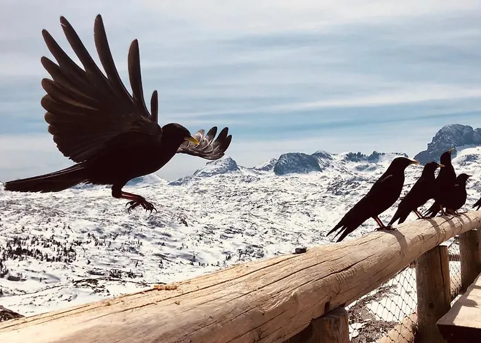 Am Krippenstein Lodge *