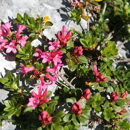 Hytte Am Krippenstein