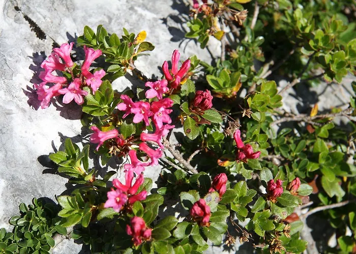 Lodge Am Krippenstein